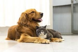 DuPage County property division attorneys, pet custody